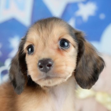 ミニチュアダックスフンド(ロング)【栃木県・男の子・2025年8月1日・レッド】の写真「ブリーダー評価栃木1位🥇11/9(日)見学会開催」