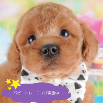 トイプードル(トイ)【栃木県・男の子・2025年1月11日・レッド】の写真「総額表示！ごはんだいすき💞」