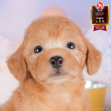 トイプードル(トイ)【栃木県・女の子・2025年7月31日・アプリコット】の写真「ブリーダー評価栃木1位🥇11/9(日)見学会開催」