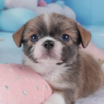 チーズー(チワワ×シーズー)【栃木県・男の子・2026年2月18日・ブルーフォーン&ホワイト】の写真「4月12日㈰見学会🐶プードル＆MIX犬大集合✨」