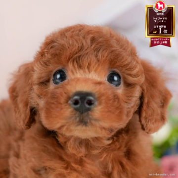 トイプードル(トイ)【栃木県・女の子・2025年8月17日・レッド】の写真「ブリーダー評価栃木1位🥇11/9(日)見学会開催」