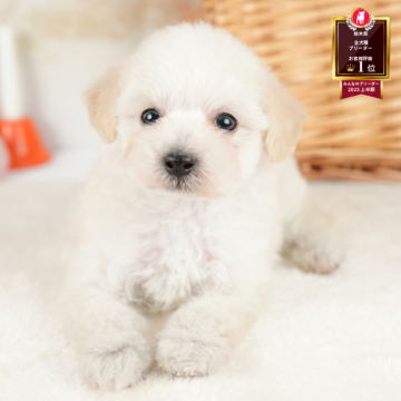 ビションプー(ビションフリーゼ×トイプードル)【栃木県・男の子・2025年8月31日・クリーム】の写真「🐶11/23(日)見学会開催🐶」