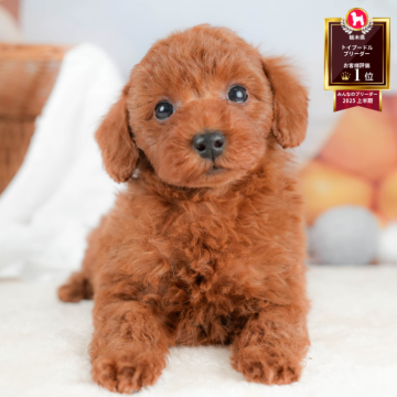 トイプードル(トイ)【栃木県・男の子・2025年10月16日・レッド】の写真「《子犬の見学会》12月14日(日)開催🐶📣」