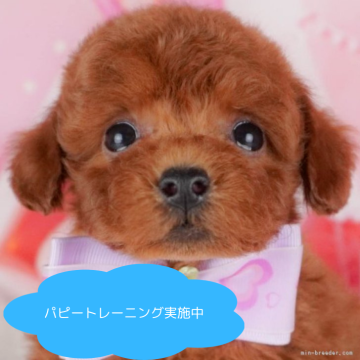 トイプードル(トイ)【栃木県・男の子・2025年4月14日・レッド】の写真「子犬の見学会、7月6日(日)の限定開催が決定！」