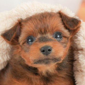 ポメプー(ポメラニアン×トイプードル)【栃木県・女の子・2025年11月7日・レッド】の写真「🎅こいぬの見学会12月27日(土)開催🐾🎅」