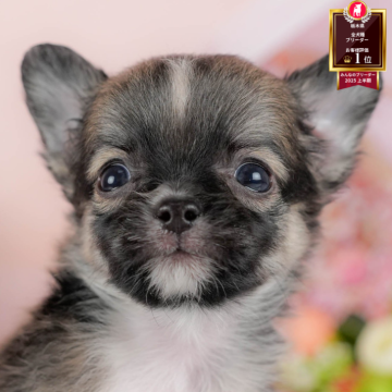 チワワ(ロング)【栃木県・男の子・2025年9月14日・フォーン】の写真「🐶11/23(日)見学会開催🐶」