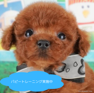 トイプードル(トイ)【栃木県・男の子・2025年1月30日・レッド】の写真「総額表示！のんびりマイペースな癒し系🍀」