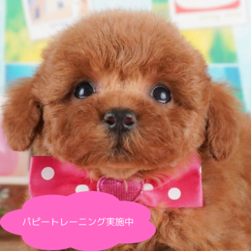 トイプードル(トイ)【栃木県・女の子・2025年1月30日・レッド】の写真「総額表示！甘えん坊ちゃん💕」
