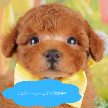 トイプードル(トイ)【栃木県・男の子・2025年3月24日・レッド】の写真「📢好評につき7/12(土)子犬見学会の開催が決定」