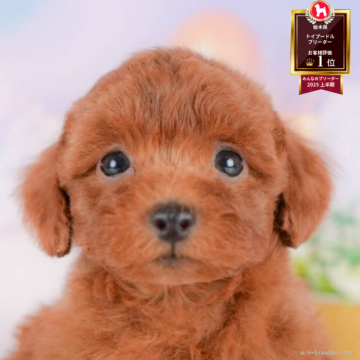 トイプードル(トイ)【栃木県・男の子・2025年8月8日・レッド】の写真「🐶11/23(日)見学会開催🐶」