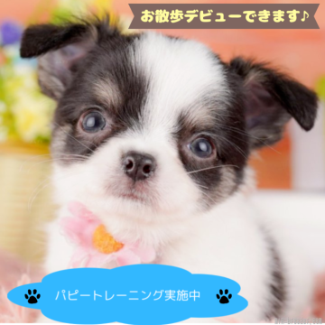 チワワ(ロング)【栃木県・男の子・2025年3月20日・ブラックタン&ホワイト】の写真「子犬の見学会、7月6日(日)の限定開催が決定！」