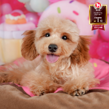 トイプードル(トイ)【栃木県・男の子・2025年2月8日・レッド】の写真「🐶11/23(日)見学会開催🐶」