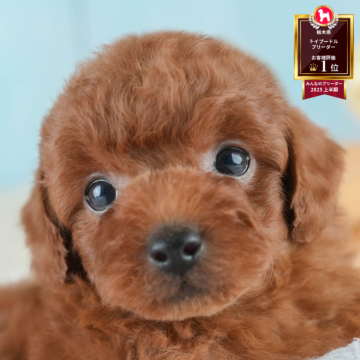 トイプードル(トイ)【栃木県・男の子・2025年7月27日・レッド】の写真「ブリーダー評価栃木1位🥇11/9(日)見学会開催」