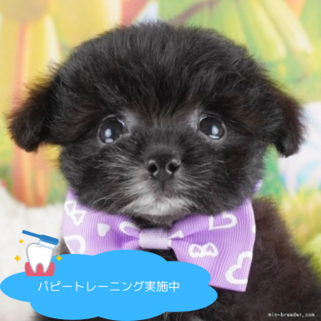 ポメプー(ポメラニアン×トイプードル)【栃木県・男の子・2025年1月22日・ブラック&ホワイト】の写真「【総額表示】オモチャ好き度は誰にも負けない！💕」