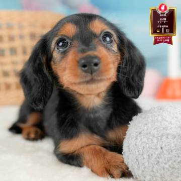 ミニチュアダックスフンド(ロング)【栃木県・女の子・2025年10月16日・ブラック&タン】の写真「《子犬の見学会》12月14日(日)開催🐶📣」