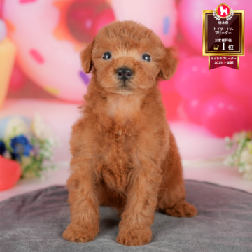 トイプードル(トイ)【栃木県・男の子・2025年8月4日・レッド】の写真「🐶11/23(日)見学会開催🐶」