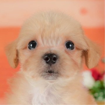 マルプー(マルチーズ×トイプードル)【栃木県・男の子・2025年7月6日・アプリコット】の写真「🎅こいぬの見学会12月27日(土)開催🐾🎅」