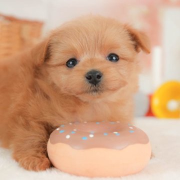 ポメプー(ポメラニアン×トイプードル)【栃木県・女の子・2025年11月7日・レッド】の写真「🎅こいぬの見学会12月27日(土)開催🐾🎅」