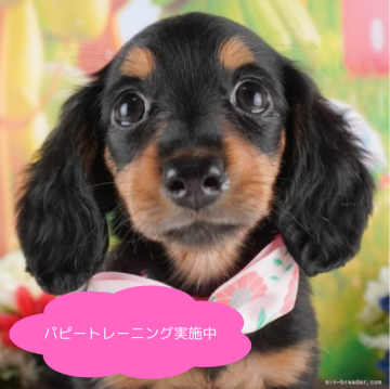 ミニチュアダックスフンド(ロング)【栃木県・女の子・2025年1月14日・ブラックタン】の写真「総額表示！のんびり屋さんで甘えん坊💓」