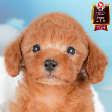 トイプードル(トイ)【栃木県・男の子・2025年10月16日・レッド】の写真「《子犬の見学会》12月14日(日)開催🐶📣」