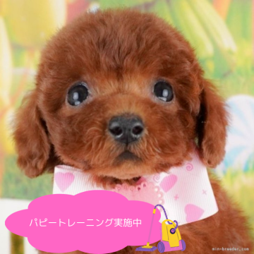 トイプードル(トイ)【栃木県・女の子・2025年2月1日・レッド】の写真「総額表示！優しい女の子💕」
