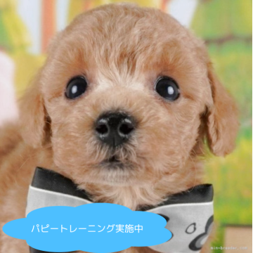 トイプードル(トイ)【栃木県・男の子・2025年3月15日・レッド】の写真「ご好評につき子犬見学会の6/29(日)開催が決定！」