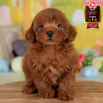 トイプードル(タイニー)【栃木県・女の子・2025年7月11日・レッド】の写真「ブリーダー評価栃木1位🥇11/9(日)見学会開催」