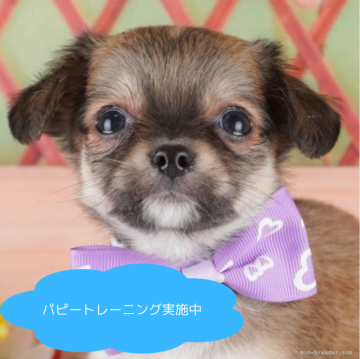 チワワ(ロング)【栃木県・男の子・2025年1月11日・フォーン】の写真「総額表示！のんびり屋さんで甘えん坊💓」