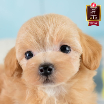 マルプー(マルチーズ×トイプードル)【栃木県・女の子・2025年8月30日・アプリコット】の写真「ブリーダー評価栃木1位🥇11/9(日)見学会開催」