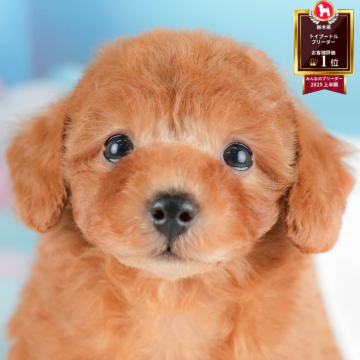 トイプードル(トイ)【栃木県・女の子・2025年10月16日・レッド】の写真「《子犬の見学会》12月14日(日)開催🐶📣」