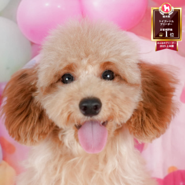 トイプードル(トイ)【栃木県・男の子・2025年2月8日・レッド】の写真「ブリーダー評価栃木1位🥇11/9(日)見学会開催」