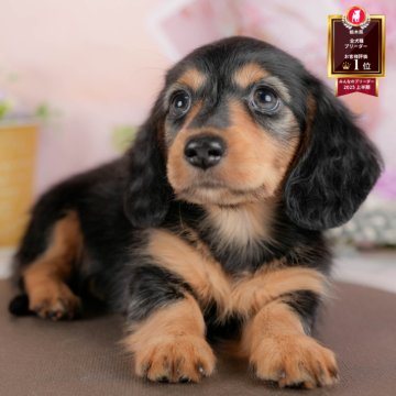 ミニチュアダックスフンド(ロング)【栃木県・男の子・2025年8月22日・ブラック&タン】の写真「《子犬の見学会》12月14日(日)開催🐶📣」