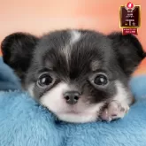 チワワ(ロング)