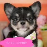 チワワ(ロング)【栃木県・女の子・2025年5月18日・ブラックタン&ホワイト】の写真1「全頭総額表示で安心 接種済ワクチン代・マイクロチップ代・健康診断込みの価格です!!😊」
