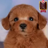 トイプードル(トイ)