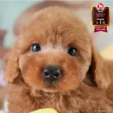 トイプードル(トイ)