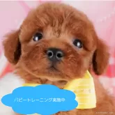 トイプードル(トイ)