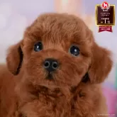 トイプードル(トイ)