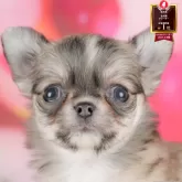 チワワ(ロング)