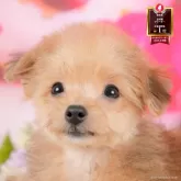 ポメプー(ポメラニアン×トイプードル)【栃木県・女の子・2025年6月3日・オレンジセーブル】の写真1「全頭総額表示で安心 接種済ワクチン代・マイクロチップ代・健康診断込みの価格です!!😊」