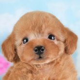 トイプードル(タイニー)