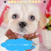 チワプー(チワワ×トイプードル)【栃木県・男の子・2025年3月1日・クリーム】の写真1「全頭総額表示で安心 接種済ワクチン代・マイクロチップ代・健康診断込みの価格です!!😊」