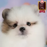 ポメラニアン