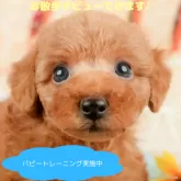 トイプードル(トイ)