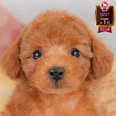 トイプードル(トイ)