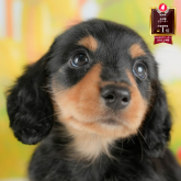 ミニチュアダックスフンド(ロング)