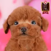 トイプードル(トイ)