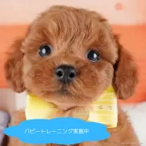 トイプードル(トイ)【栃木県・男の子・2025年4月9日・レッド】の写真1「全頭総額表示で安心 接種済ワクチン代・マイクロチップ代・健康診断込みの価格です!!😊」