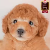 トイプードル(トイ)