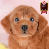 トイプードル(トイ)